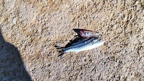 コトヒキの釣果