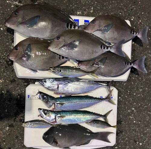 サバの釣果