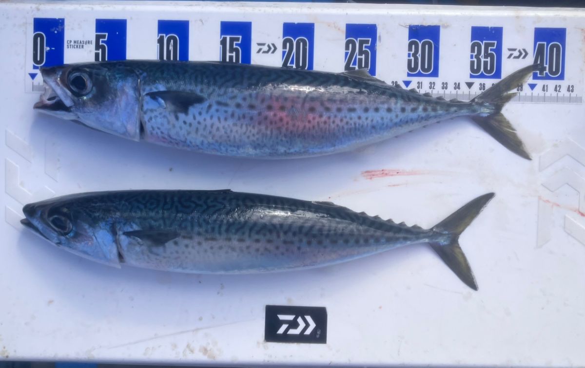 アングラーナーヒャンさんの釣果 3枚目の画像