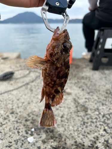 カサゴの釣果