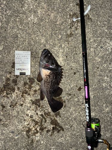 クロソイの釣果