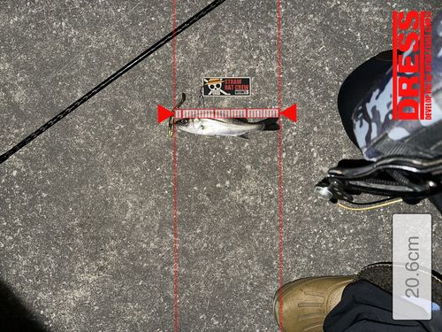 シーバスの釣果