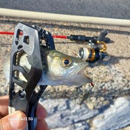 セイゴ（マルスズキ）