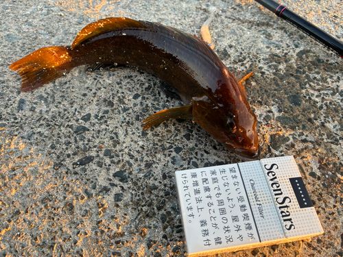 アイナメの釣果