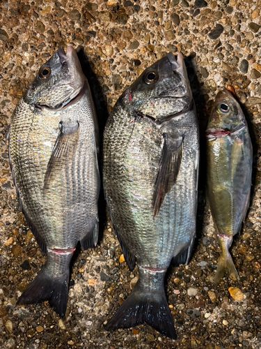 クロダイの釣果