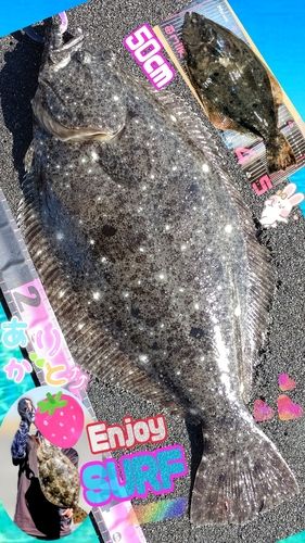 ヒラメの釣果