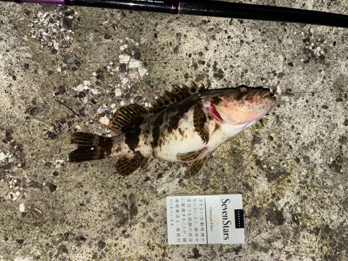 ベッコウゾイの釣果