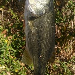 ラージマウスバス