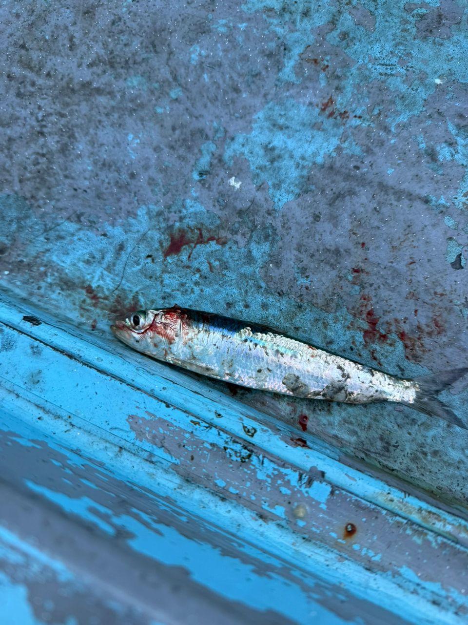 なおてぃんこさんの釣果 2枚目の画像