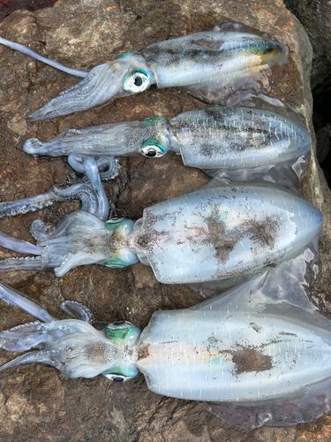 アオリイカの釣果