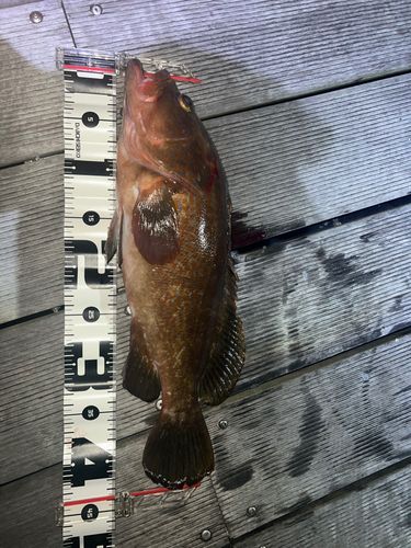 キジハタの釣果