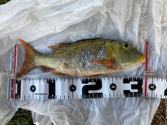 ムネアカクチビの釣果