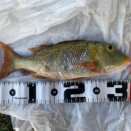 ムネアカクチビ