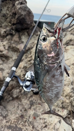スマガツオの釣果