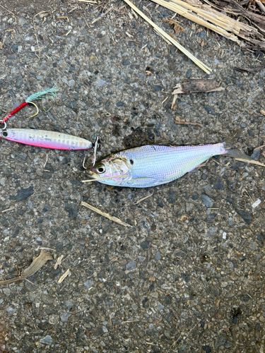 コノシロの釣果