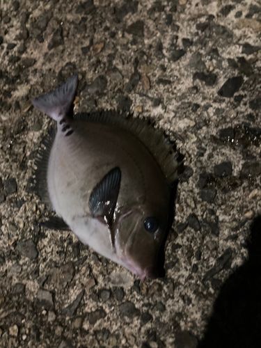 ニザダイの釣果
