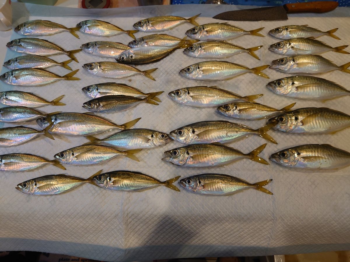 狐.comさんの釣果 2枚目の画像