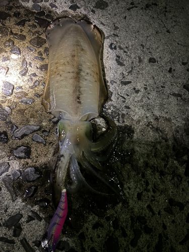 アオリイカの釣果