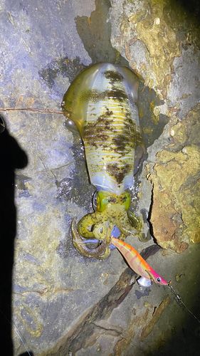 アオリイカの釣果