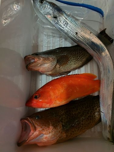 オオモンハタの釣果