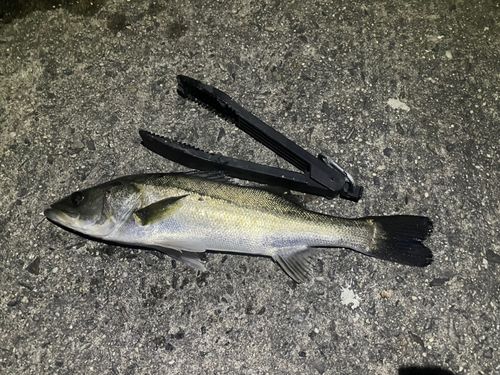 セイゴ（マルスズキ）の釣果
