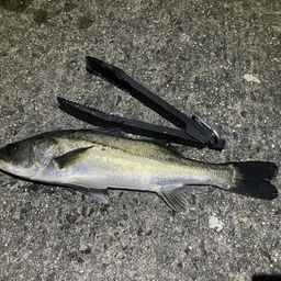 セイゴ（マルスズキ）