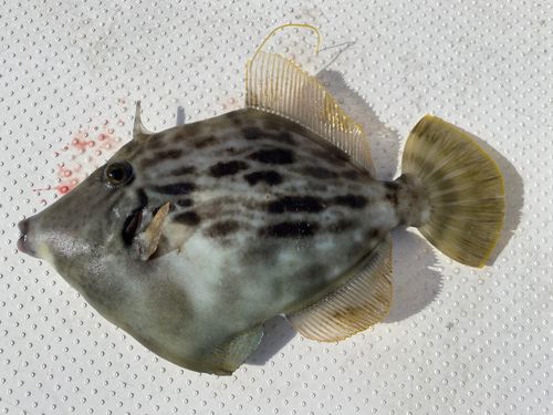 カワハギの釣果