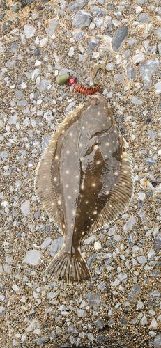 イシガレイの釣果