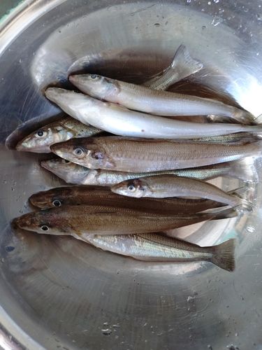 シロギスの釣果