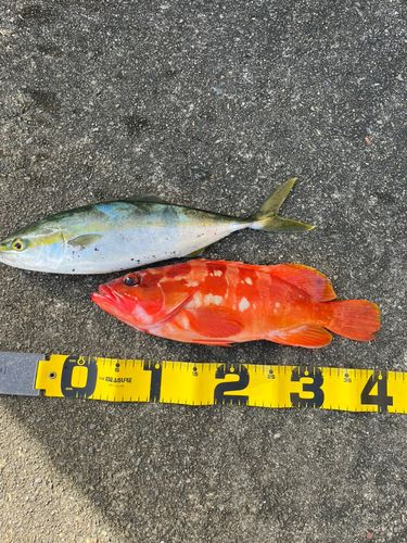 アカハタの釣果