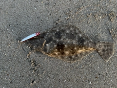 ヒラメの釣果