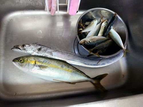 フクラギの釣果