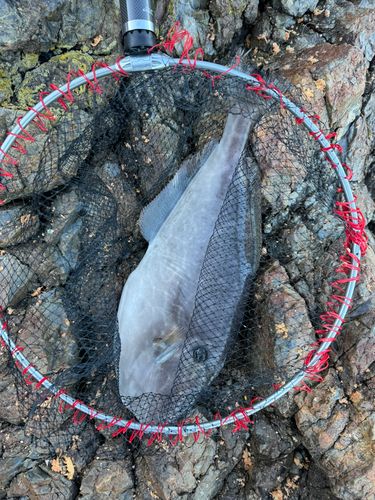 ウスバハギの釣果
