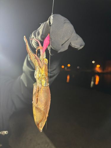 ヤリイカの釣果