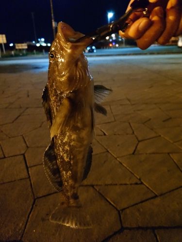 キラキラ公園（苫小牧西港）