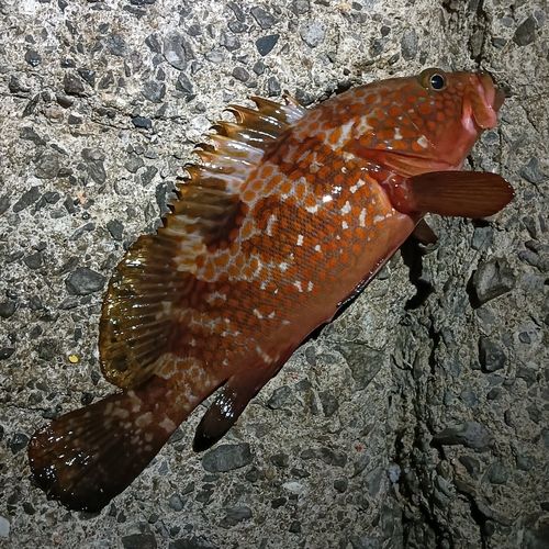 キジハタの釣果