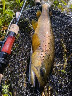 ブラウントラウトの釣果