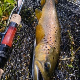 ブラウントラウト