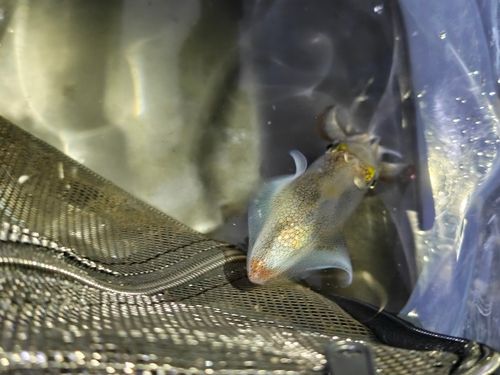 千葉港中央埠頭