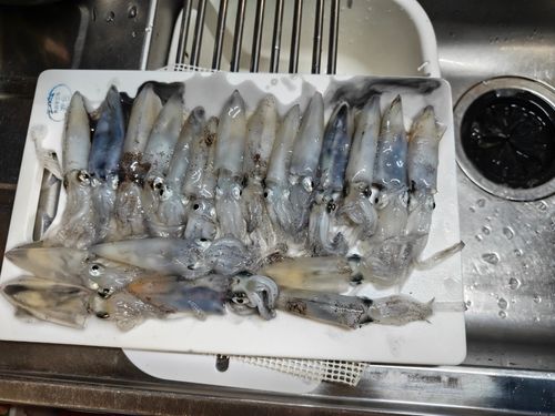 ヒイカの釣果