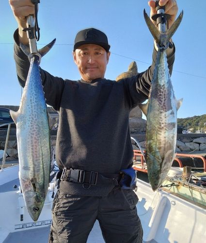 サワラの釣果