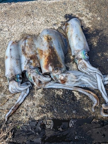 アオリイカの釣果