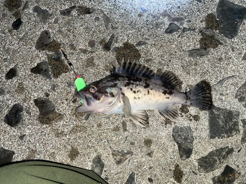 クロソイの釣果