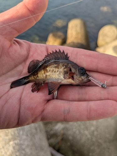 メバルの釣果