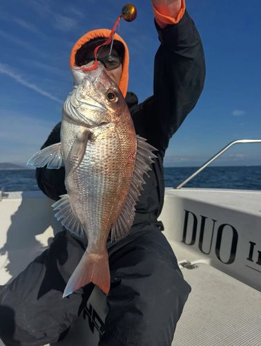 マダイの釣果