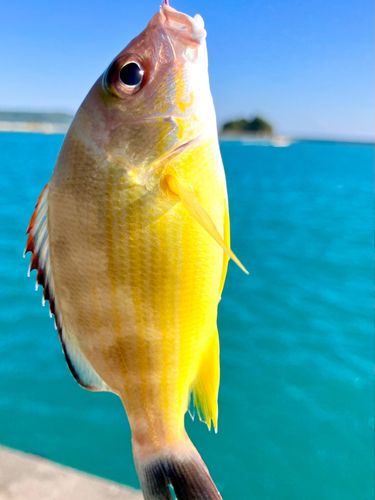 オキフエダイの釣果