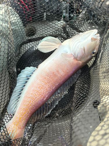 シロアマダイの釣果