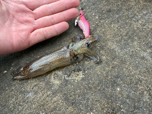 ヒイカの釣果