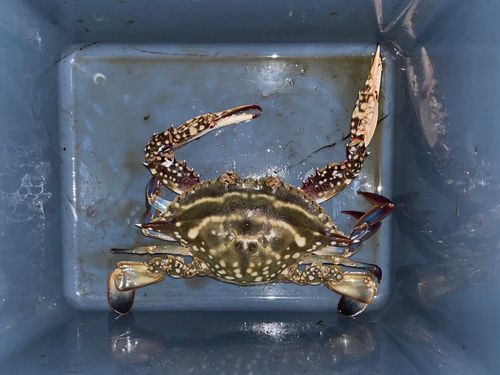 網代浜海水浴場