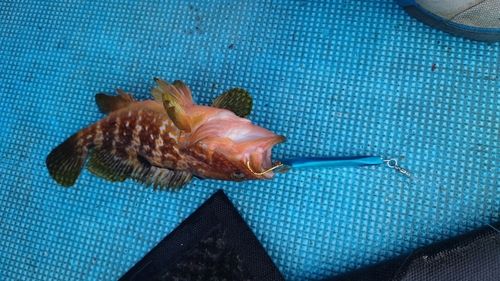 キジハタの釣果